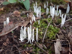 Clavaria fragilis