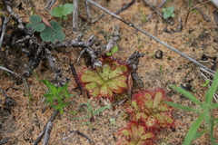 Drosera trinervia