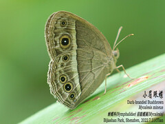 Mycalesis mineus