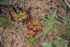 Drosera trinervia