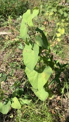 Aristolochia clematitis