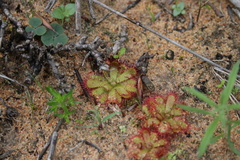 Drosera trinervia