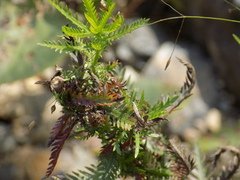 Achillea impatiens