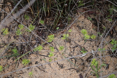 Drosera pauciflora