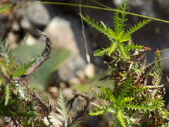 Achillea impatiens
