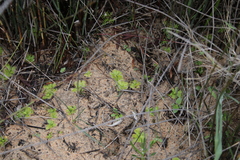 Drosera pauciflora