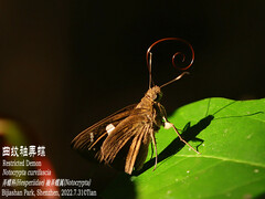 Notocrypta curvifascia