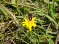 Bombus quadricolor