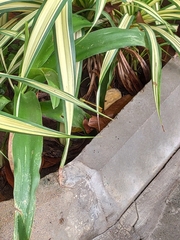 Ceriagrion coromandelianum