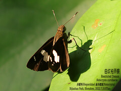 Notocrypta curvifascia