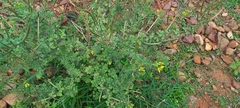 Cleome viscosa