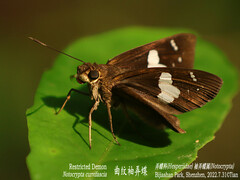 Notocrypta curvifascia