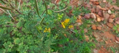 Cleome viscosa