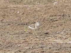 Calidris subminuta