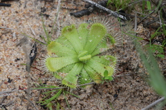 Drosera pauciflora