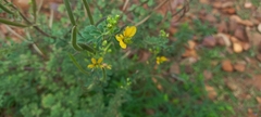 Cleome viscosa
