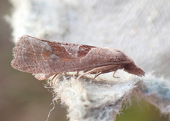 Pelochrista similiana