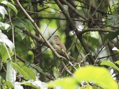 Iole viridescens cinnamomeoventris