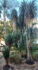 Beaucarnea recurvata