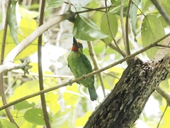 Psilopogon mystacophanos