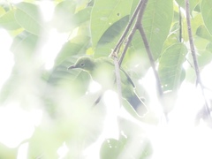 Chloropsis cyanopogon