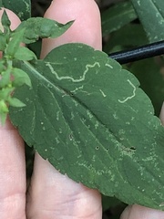 Ophiomyia asterovora