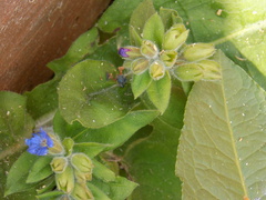 Pulmonaria mollis
