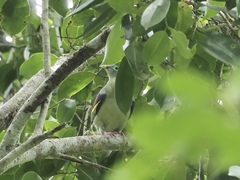 Treron curvirostra