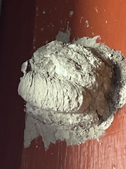 Sceliphron caementarium