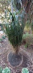 Beaucarnea recurvata