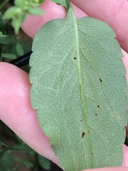 Ophiomyia asterovora