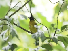Rubigula flaviventris