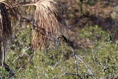 Pteroglossus castanotis