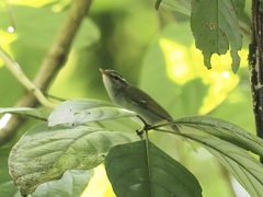 Phylloscopus coronatus