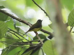 Culicicapa ceylonensis