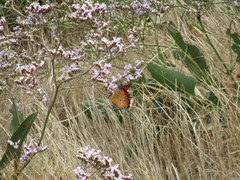 Danaus chrysippus