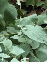 Ophiomyia asterovora