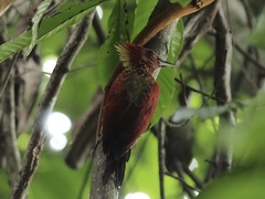 Chrysophlegma miniaceum