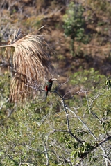 Pteroglossus castanotis