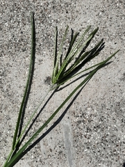 Eleusine indica