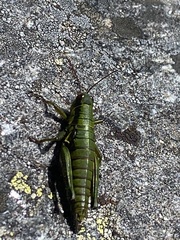 Booneacris glacialis