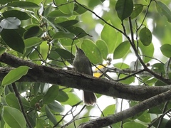 Iole viridescens cinnamomeoventris