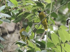 Brachypodius melanocephalos