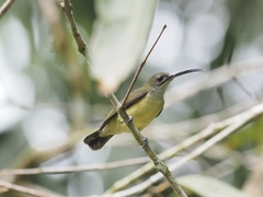 Arachnothera longirostra