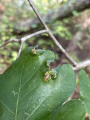 Aceria querci
