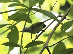 Orthotomus atrogularis