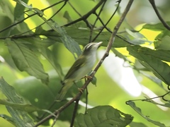 Phylloscopus coronatus
