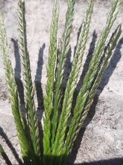 Eleusine indica