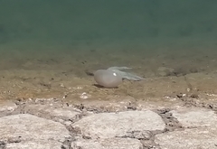 Catostylus tagi