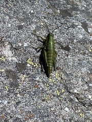 Booneacris glacialis